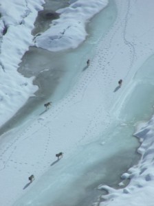 An overhead shot of wolves over ice—an example of the native flora and fauna in the region.