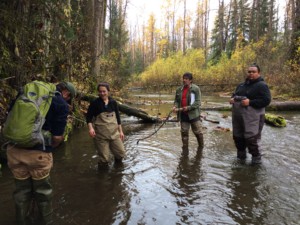Derek Poinsette (Takshanuk Watershed Council), Rebecca Bellmore (Southeast Alaska Watershed Coalition), and Johnnie Gamble and Daniel Klanott with Chilkat Indian Village (Klukwan) install temperature monitors in important salmon spawning habitat in the Chilkat River watershed.